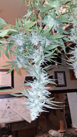 Round 2 — done, day 61