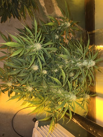 Autos AGAIN — flower, day 68