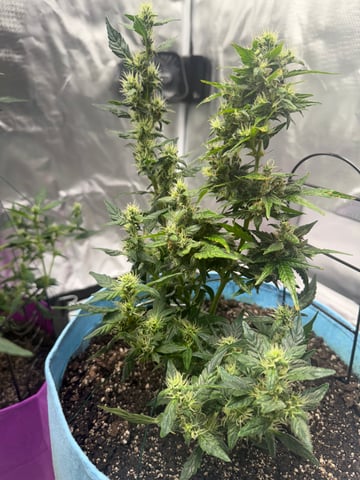 First Run — flower, day 92
