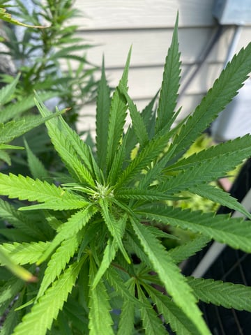 widows’ mimosa f1 — flower, day 94