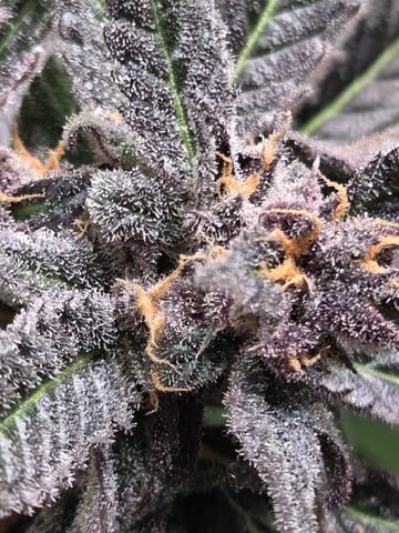 Special Kush#1 and Purple Queen Auto  — flower, day 116