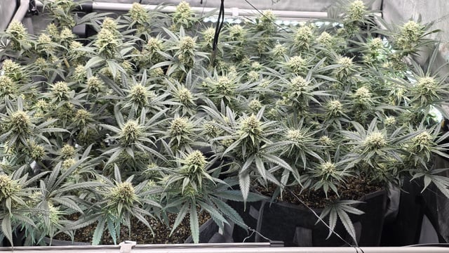 lilac diesel Rbx2 — flower, day 99
