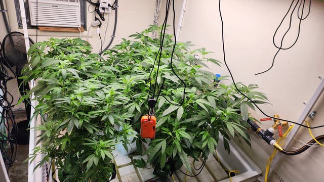 veg tent adventures! — vegetative, day 33