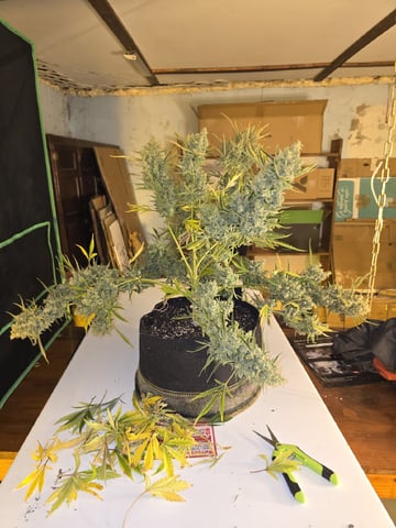Autos AGAIN — flower, day 90