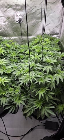 Maple Nectar  — flower, day 44