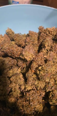 First Grow — done, day 146