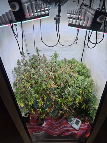 PITA — flower, day 95