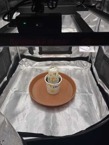 tropical cookies x grandpas cookies #10 — germination, day 2