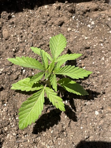 Haze X Cinderella 99 — seedling_rooting, day 9