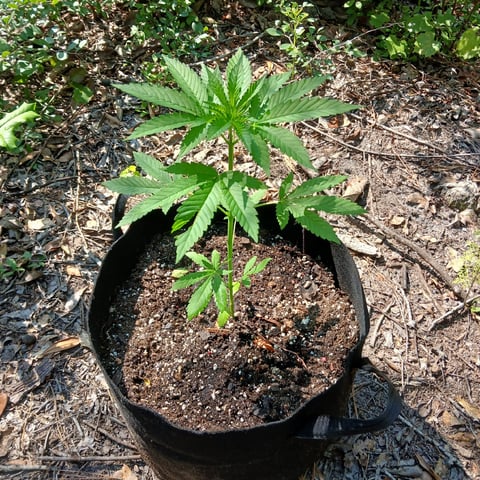 1GreenThumb — vegetative, day 251
