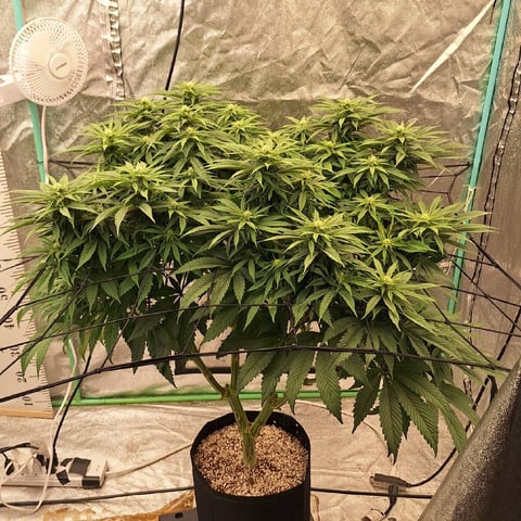 Gorilla Girl Autopot — flower, day 131