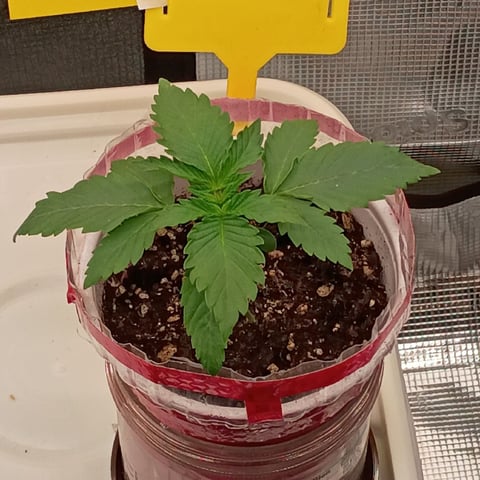 TentPlantLightFan — vegetative, day 17