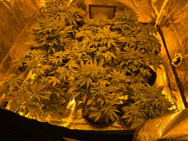 2nd Autoflower Indoor Grow — flower, day 38