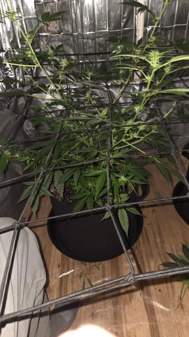 B2 — flower, day 60