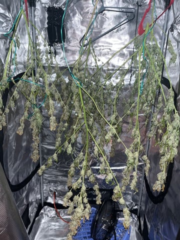 Blueberry auto — harvest, day 99