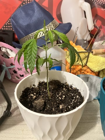 Veg And Auto-Bloom Room — vegetative, day 4