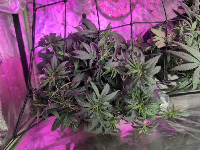 2025-26 — vegetative, day 45