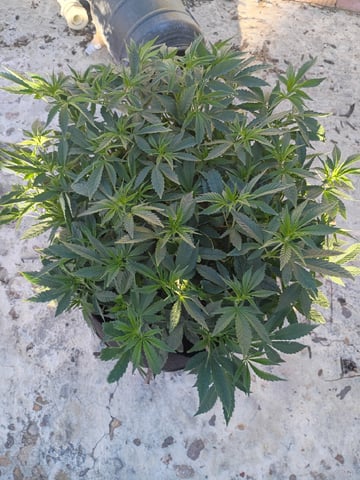 Purple Plum Perfect 💜 & 2 Grape Runtz 🍇 Mainlining garden.  — vegetative, day 161