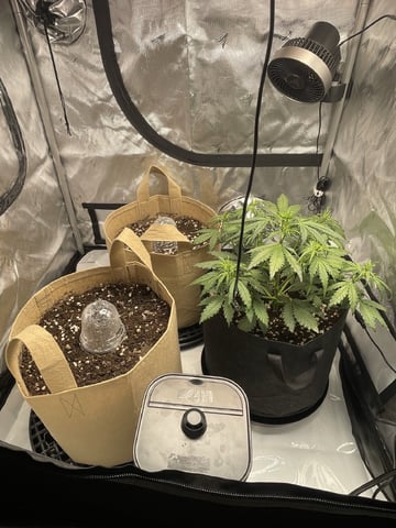 3x3 Grow — flower, day 4