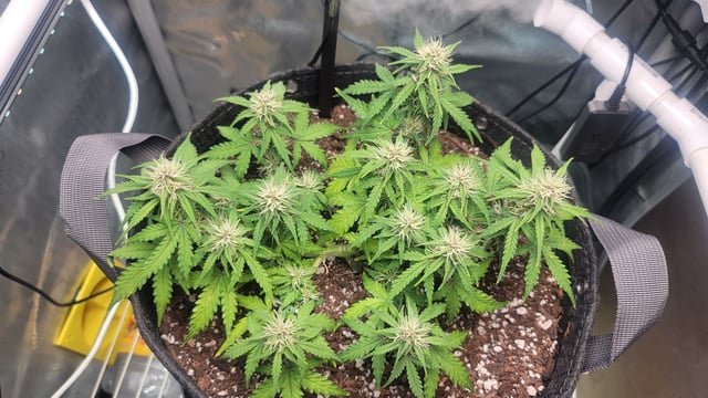 Number Two.  Lola — flower, day 68