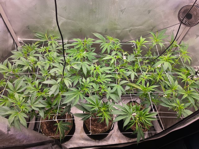 2x4 Tent — grow_setup, day 1