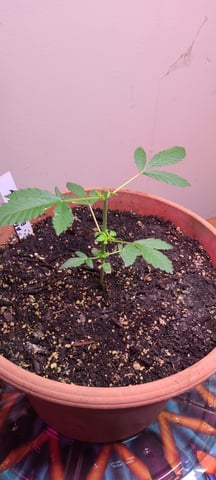 Alaskan bananaberry auto — vegetative, day 7