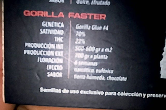 Gorilla Faster  — germination, day 1