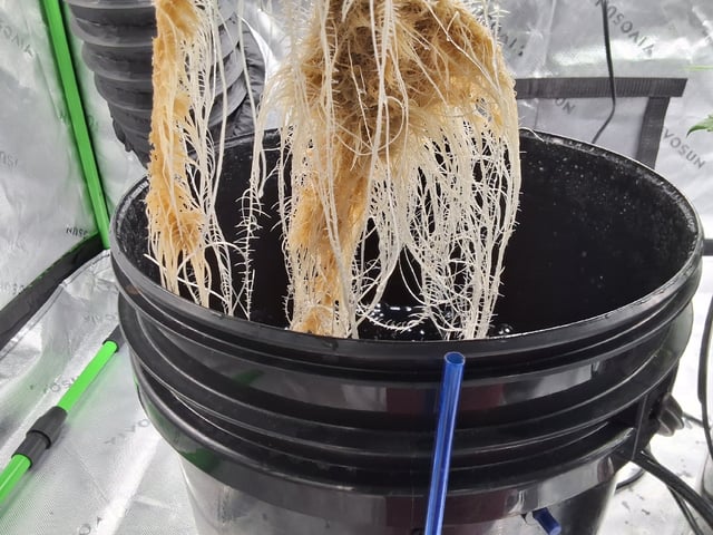 STELLA — vegetative, day 59