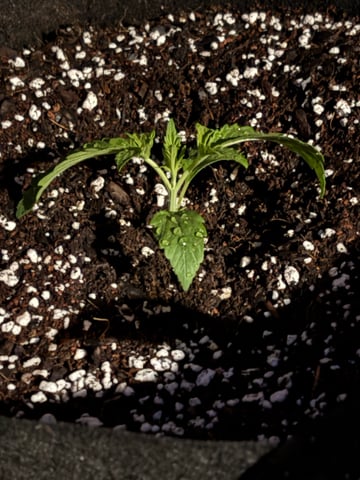 Rc Exotics — vegetative, day 18