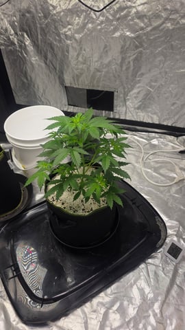 Beginner - My first grow has been an incredible experience so far! — vegetative, day 34
