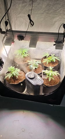 Cookies Usa — vegetative, day 31