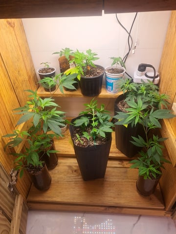 Yeti's Perpetual — vegetative, day 43