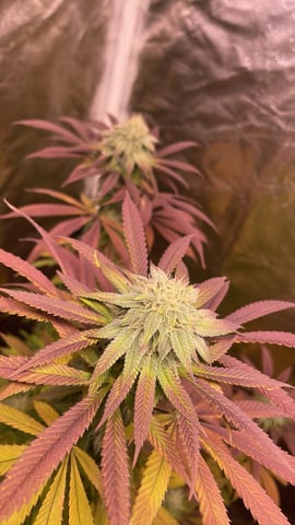 Tangie — flower, day 93