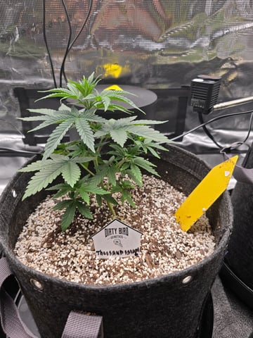 Dirty Bird - Thousand Island Fem & Platinum Kush Breath Remix x Grape Cakehead Fem Photo  — vegetative, day 27