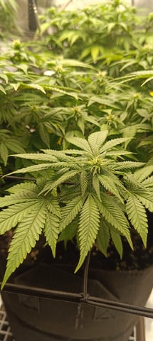 First Time Growing  — flower, day 54