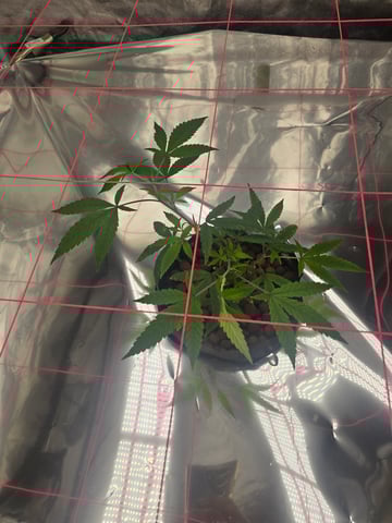 Platnium Jelly — vegetative, day 7