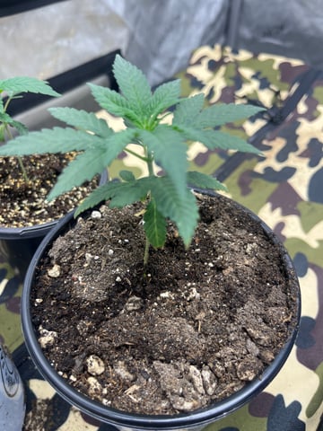 Humboldt, Hella Jelly. Jelly Donut  — grow_setup, day 1