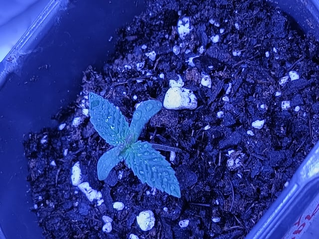 2nd grow — seedling_rooting, day 1