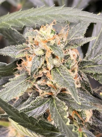 First grow — auto, day 58