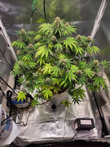Dos Si Dos. Indica — flower, day 64