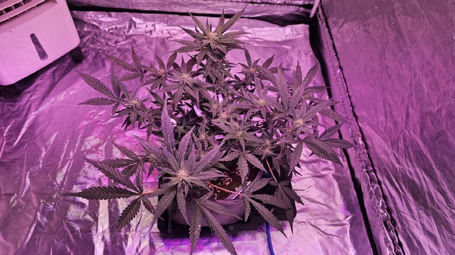 Jelousy Fast(Photo) & Ultra Voilet (Auto) — flower, day 8