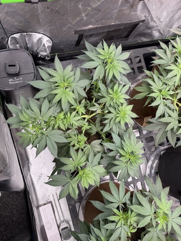 First Grow – Learning Every Day — vegetative, day 32