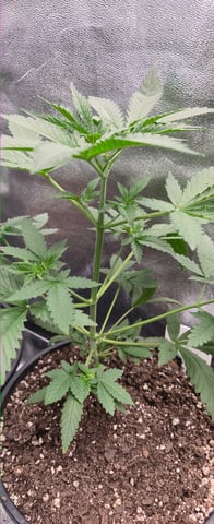 DeathStar, Grease Monkey, Goat Latto, Northern Lights — vegetative, day 52