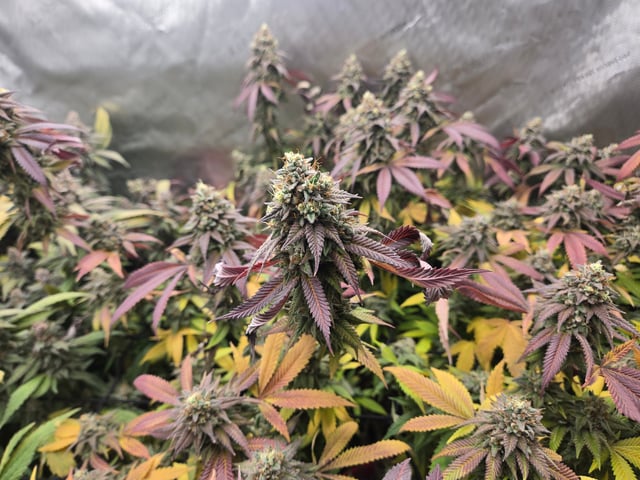 First Grow — flower, day 122