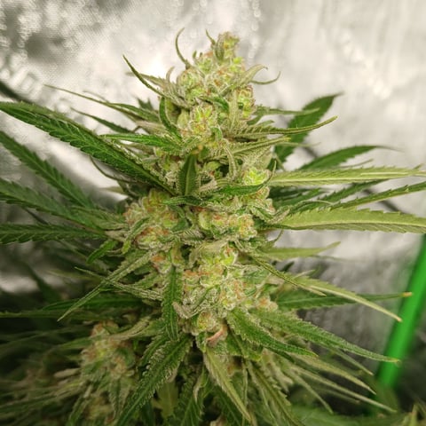 run #3 — flower, day 88