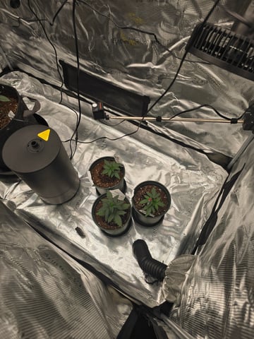 Fast Buds - Purp Lemonade — vegetative, day 23