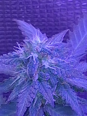 First Lagit Grow — none, day 35