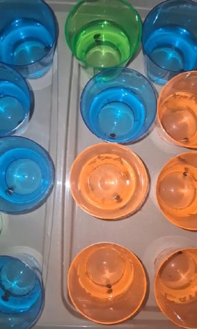 Autoflower/photos  — germination, day 3