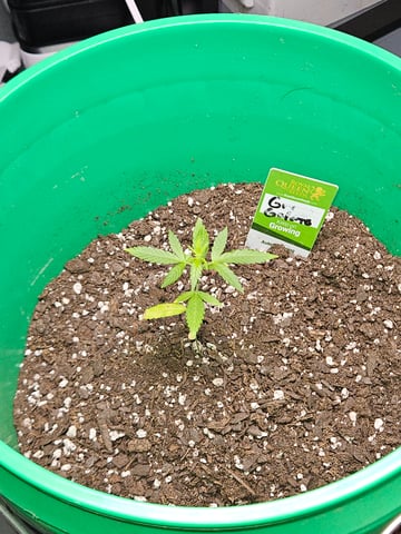 1st plant. Strain: Green Gelato AutoFlower — vegetative, day 37