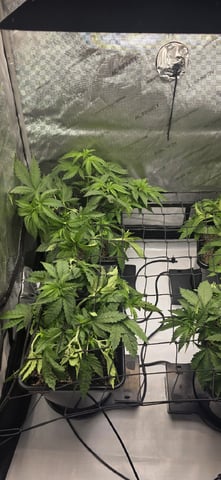Maple Nectar  — vegetative, day 34